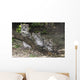 Snow leopard (Uncia uncia) cubs Wall Mural
