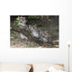 Snow leopard (Uncia uncia) cubs Wall Mural