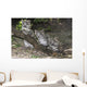 Snow leopard (Uncia uncia) cubs Wall Mural