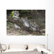 Snow leopard (Uncia uncia) cubs Wall Mural