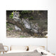 Snow leopard (Uncia uncia) cubs Wall Mural