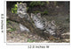Snow leopard (Uncia uncia) cubs Wall Mural