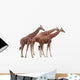 Exempted Giraffes Wall Mural