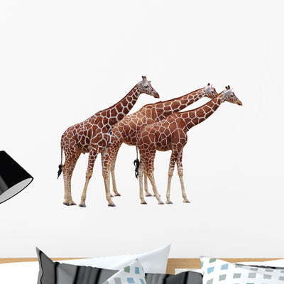 Exempted Giraffes Wall Mural shown on a wall