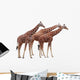 Exempted Giraffes Wall Mural