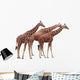 Exempted Giraffes Wall Mural