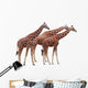 Exempted Giraffes Wall Mural