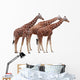 Exempted Giraffes Wall Mural
