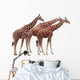 Exempted Giraffes Wall Mural