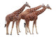 Exempted Giraffes Wall Mural