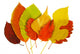 Colorful Autumn Leaves
