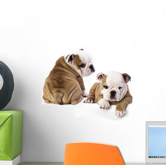 english Bulldog puppy Wall Decal