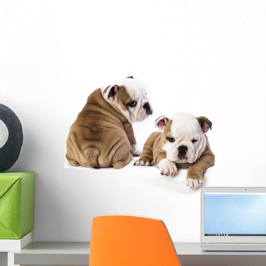 english Bulldog puppy Wall Decal