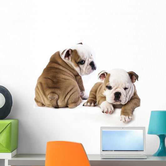 english Bulldog puppy Wall Decal