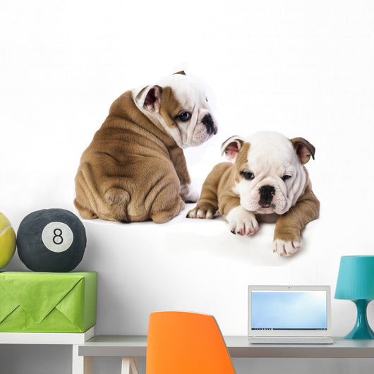 english Bulldog puppy Wall Decal