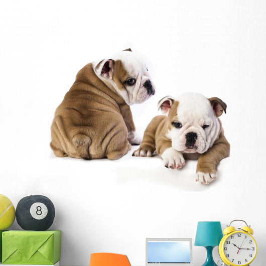 english Bulldog puppy Wall Decal