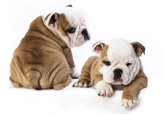 english Bulldog puppy Wall Decal