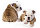 english Bulldog puppy Wall Decal