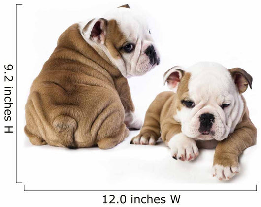 english Bulldog puppy Wall Decal