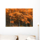 Deciduous Aspen Forest In Fall Wall Mural