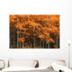 Deciduous Aspen Forest In Fall Wall Mural