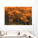 Deciduous Aspen Forest In Fall Wall Mural