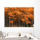 Deciduous Aspen Forest In Fall Wall Mural