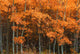 Deciduous Aspen Forest In Fall Wall Mural