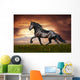 Black Friesian Horse Trot