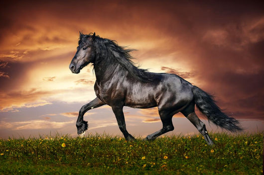 Black Friesian Horse Trot