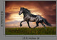 Black Friesian Horse Trot