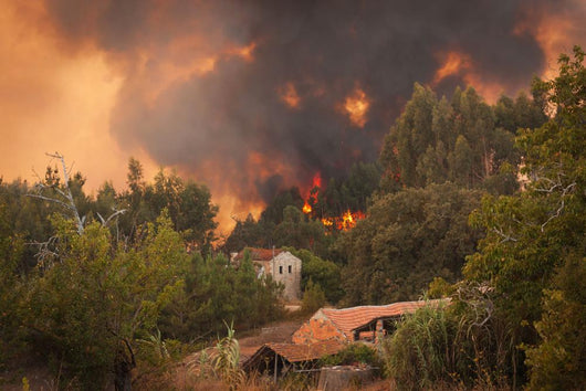 Forest Wild Fire near