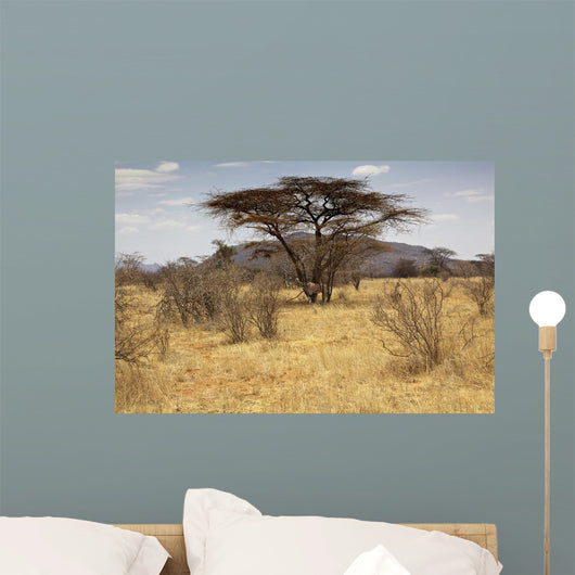 Landscape Savannah Kenya