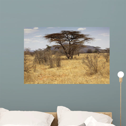 Landscape Savannah Kenya