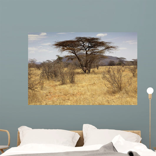 Landscape Savannah Kenya