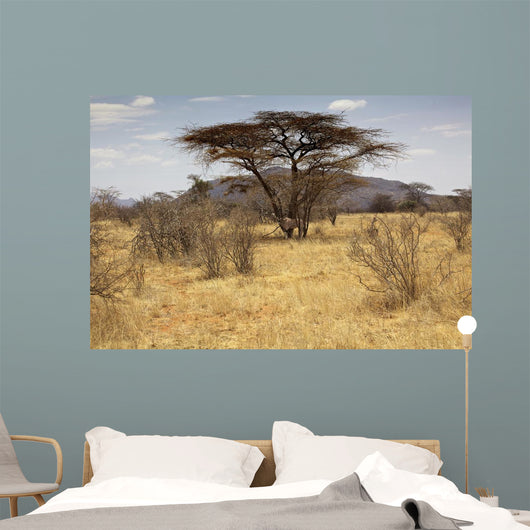 Landscape Savannah Kenya