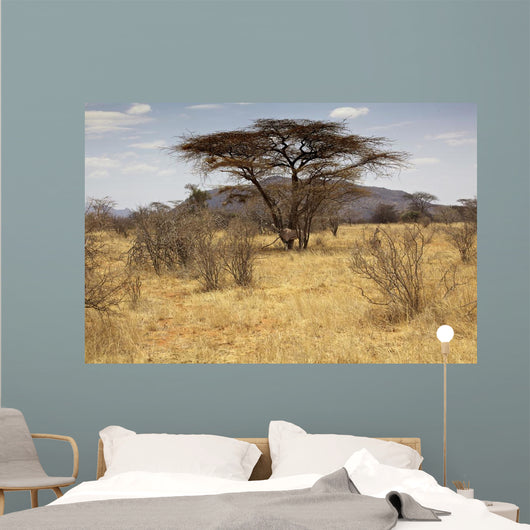Landscape Savannah Kenya
