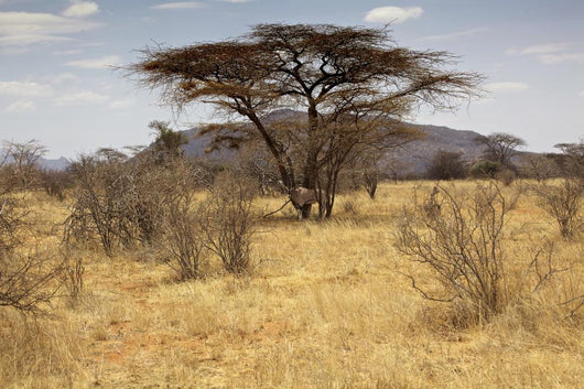 Landscape Savannah Kenya