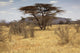 Landscape Savannah Kenya