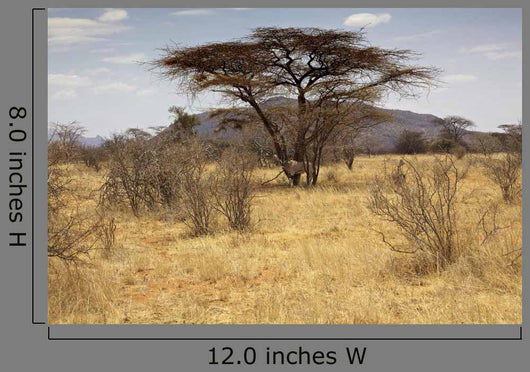 Landscape Savannah Kenya