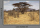 Landscape Savannah Kenya