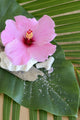 Hibiscus Decor