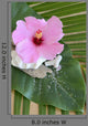 Hibiscus Decor