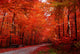 Red fall Wall Mural