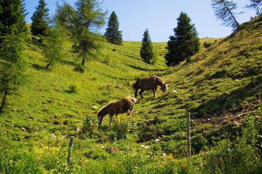 Wild Horses