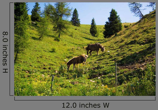 Wild Horses
