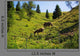 Wild Horses