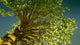 money tree Wall Mural