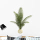 Areca Palm Houseplant