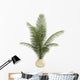 Areca Palm Houseplant